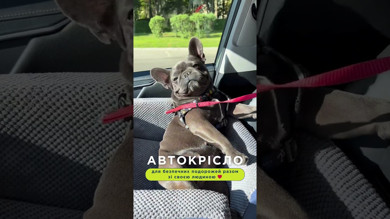 Автомобільне крісло для собак Discovery Gray