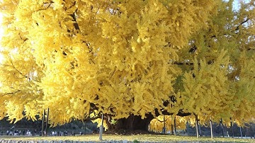 [WONJU TRIP] CÂY NGÂN HẠNH NGÀN NĂM TUỔI LỚN NHẤT HÀN QUỐC