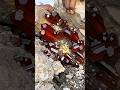 amazing red crystals and gold spliting #diamond #crystals #gemstones #gold #jade #agate
