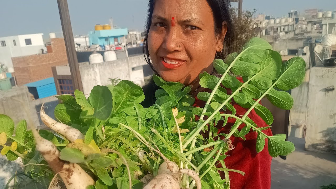 मूली की हार्वेस्टिंग