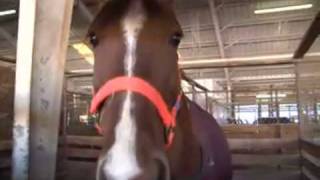 Rescued Tennessee Horses Come Back To Life