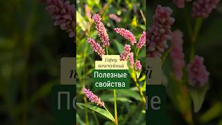 Горец почечуйный полезные свойства #Горец #горец #горецпочечуйный #лечениетравами #травы #фиточай