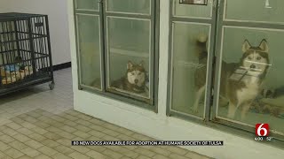 Humane Society Of Tulsa Rescues 60 Dogs From Mayes County Puppy Mill