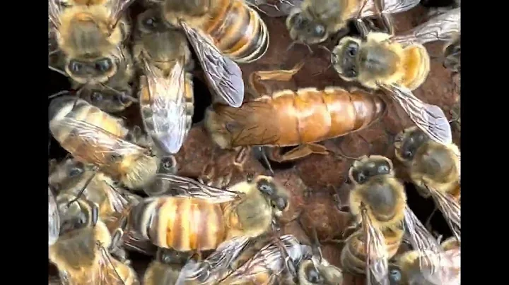 The Queen is here! Worker bees spread queen pheromones around the colony.