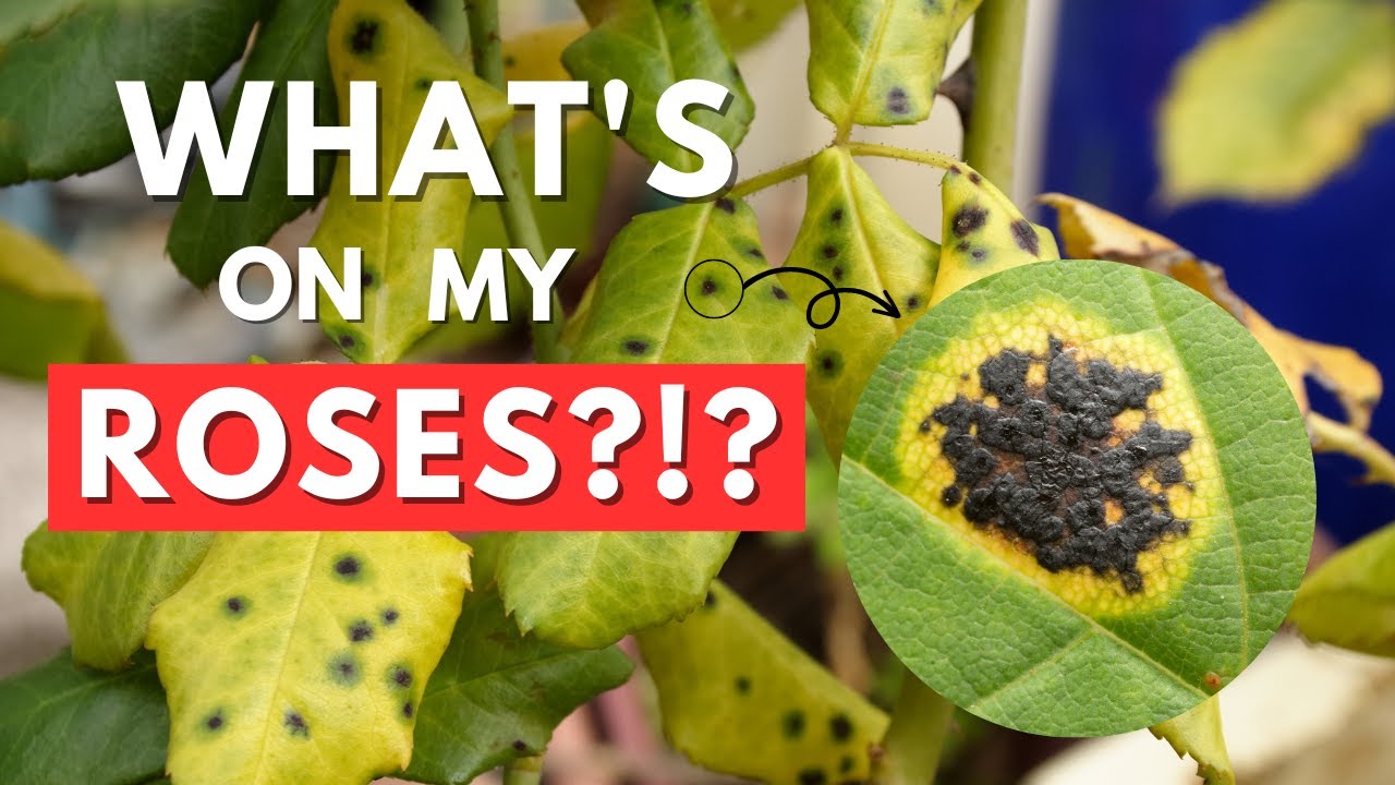 Black Spots on My Roses? 🥀 Black Spot Fungus Treatment for Roses - YouTube