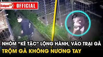Nhóm “kê tặc” lộng hành, vào trại gà trộm gà không nương tay ngay trong đêm | Tin SaigonTV