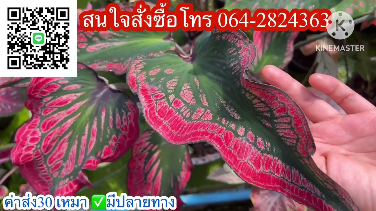 Эп. 1285💖Продаю прекрасные сорта каладиумов.☎️Звоните по номеру 064-2824363