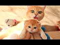 Anabel Сat and her four BABIES | Tiny kittens | Video 2020 | Сompilation