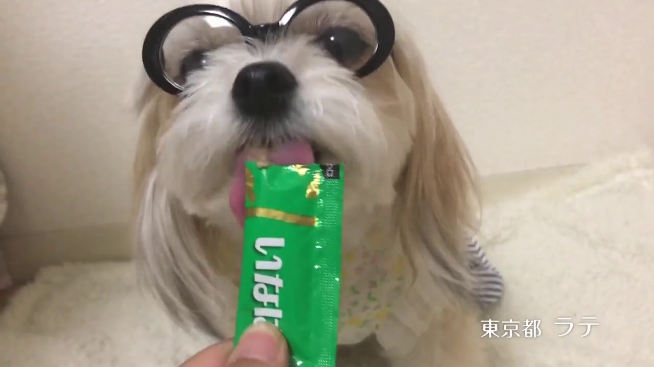 年いなばwanちゅ るcm Part3 Youtube 年いなばwanちゅ るcm Part3 Youtube