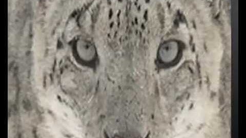 Mac OS X 10.6 Snow Leopard Video