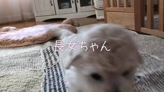 20200310ボロニーズ長女ちゃん