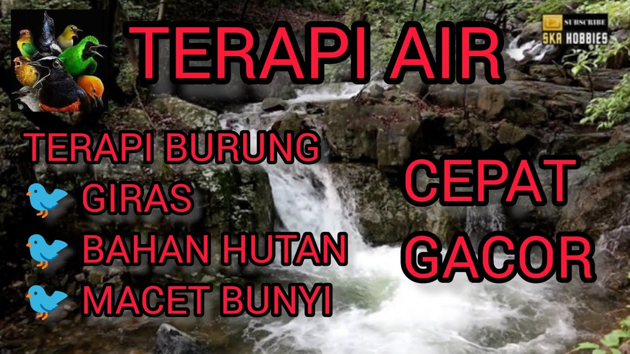 TERAPI AIR UNTUK BURUNG MACET BUNYI, BISA SEMUA JENIS BURUNG BERKICAU.