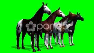 Group Of Horses - Green Screen