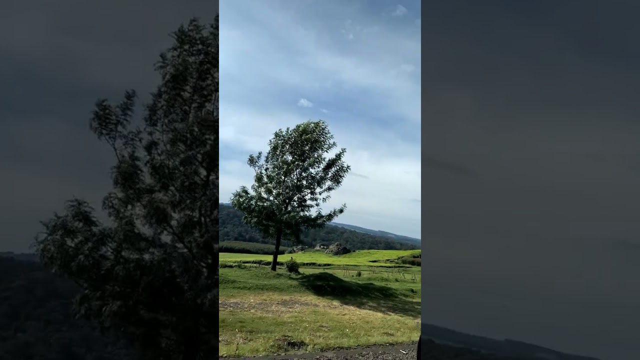 tea farms in kericho