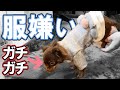 【犬服】チワワに服着せたら固まって動かなくなった（笑）