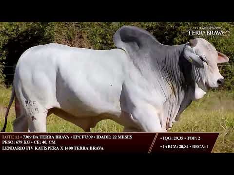 LOTE 12   EPCF 7309