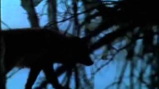 Black Bloods (Preview)