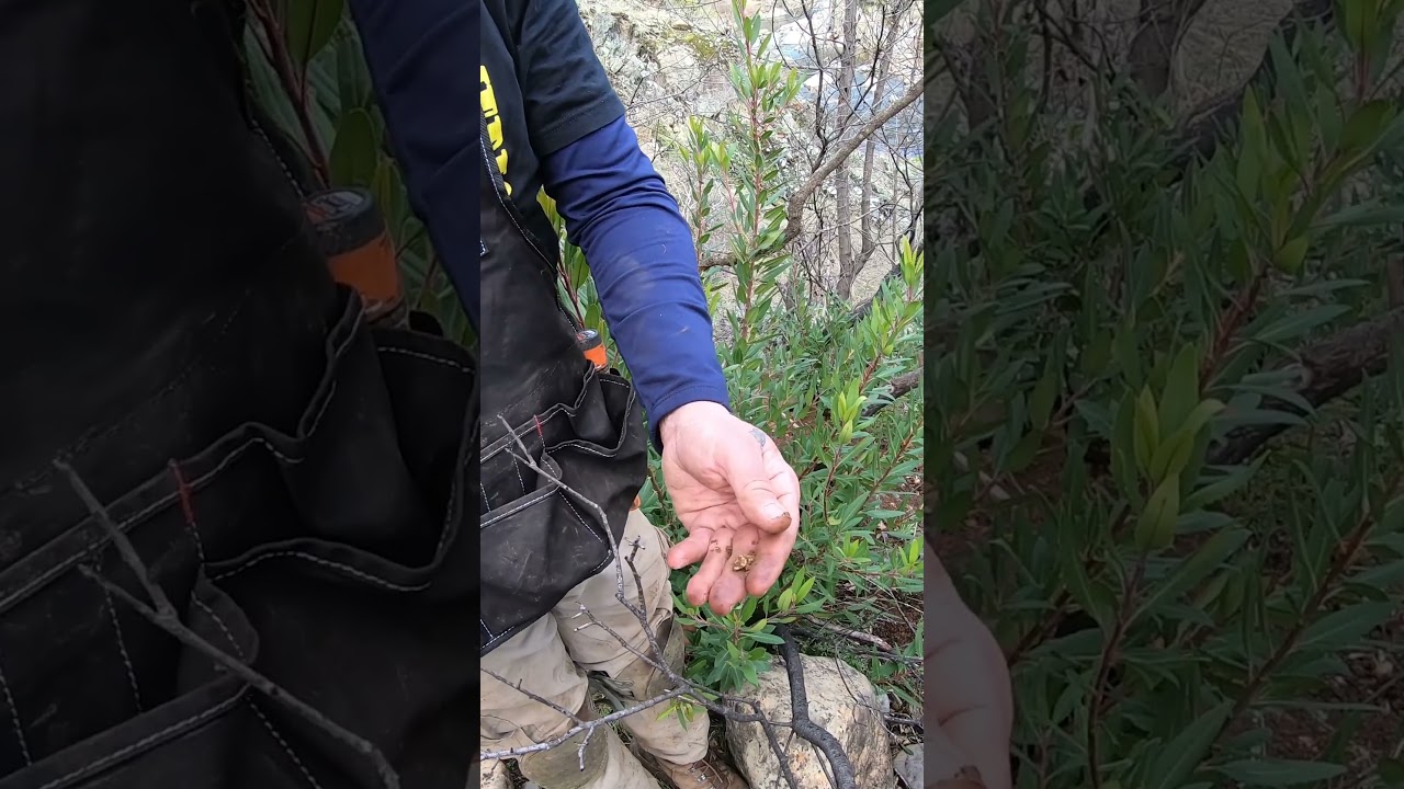 Two Toes Finds a Large Gold Nugget on the Hillside above the River