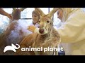 ¡Canguro recibe tratamiento de crioterapia! | El zoológico del Bronx | Animal Planet