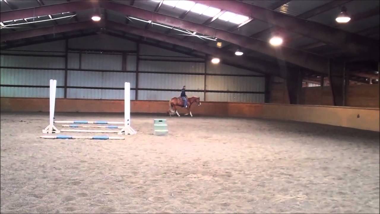 Party Sensation APHA mare by Zippos Sensation