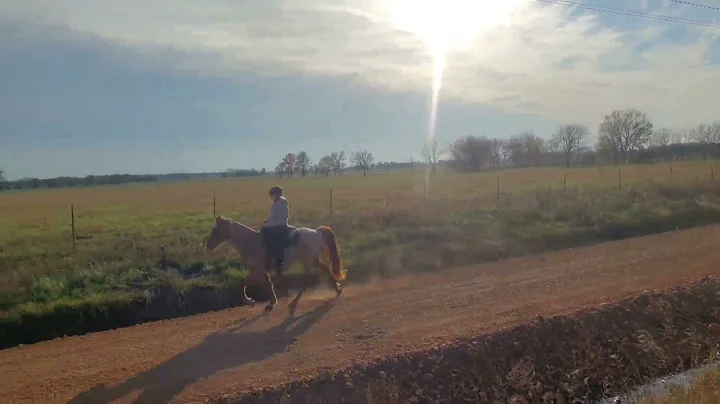 Why Scoot Boots are a great choice for gaited hors...