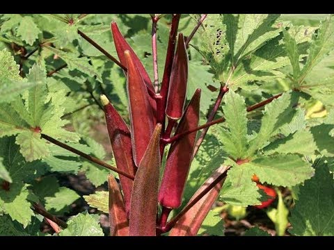 Vídeo: Que tipo de quiabo é vermelho - Diferença entre quiabo vermelho e quiabo verde