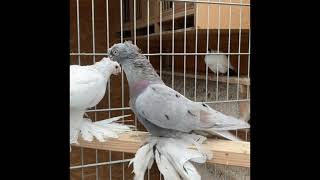 Usbek Pigeons/Usbekische Tauben/Узбекские голуби 🕊