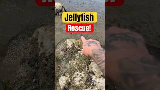 Rescuing Jellyfish BUT Other Animals Didn’t Survive! 😭 #animals #nature #shorts