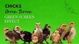 Chicks Green Screen Green Screen Video Effects