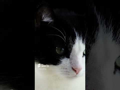 Video: Učiniti mačke osjećaju ljubav?