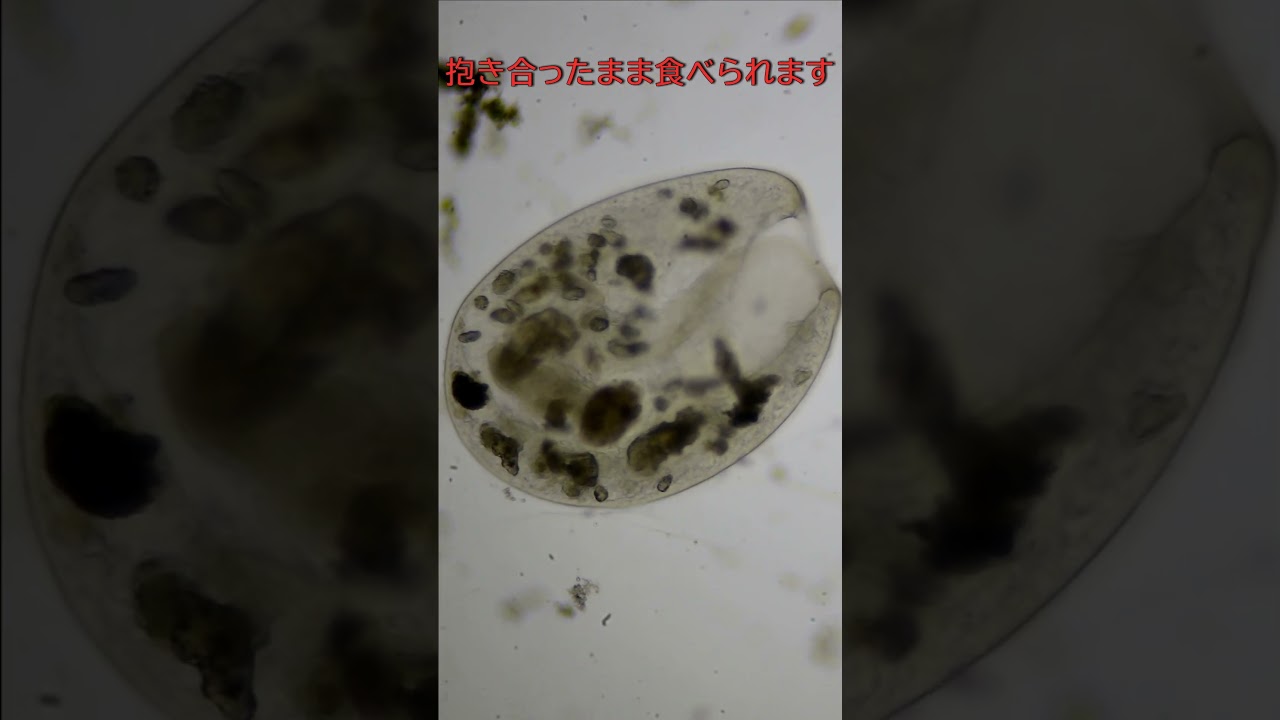 ゾウリムシの君といつまでも - YouTube