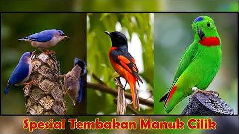 Suara Burung  Masteran Suara Burung Mantenan Rambatan Serindit Betina Nembak Cerecetan Tajam