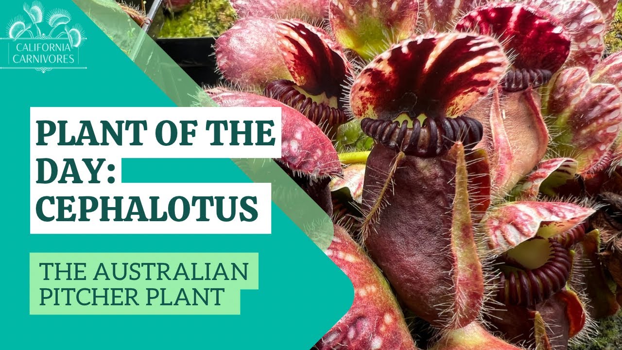 Plant of the Day: Cephalotus - YouTube