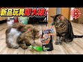 新品の玩具を秒速で噛み砕いて怒られる猫