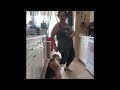 Dog dancing to reggaeton