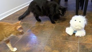 2 Cats React to Robot Cat