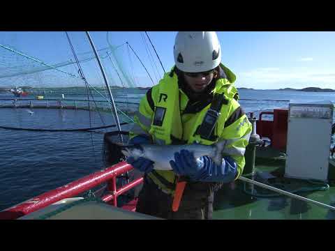 Video: Ursus Overall: For Fiske, Turisme Og Andre Områder Fra Selskapet. Funksjoner Av Klær Og Utvalg
