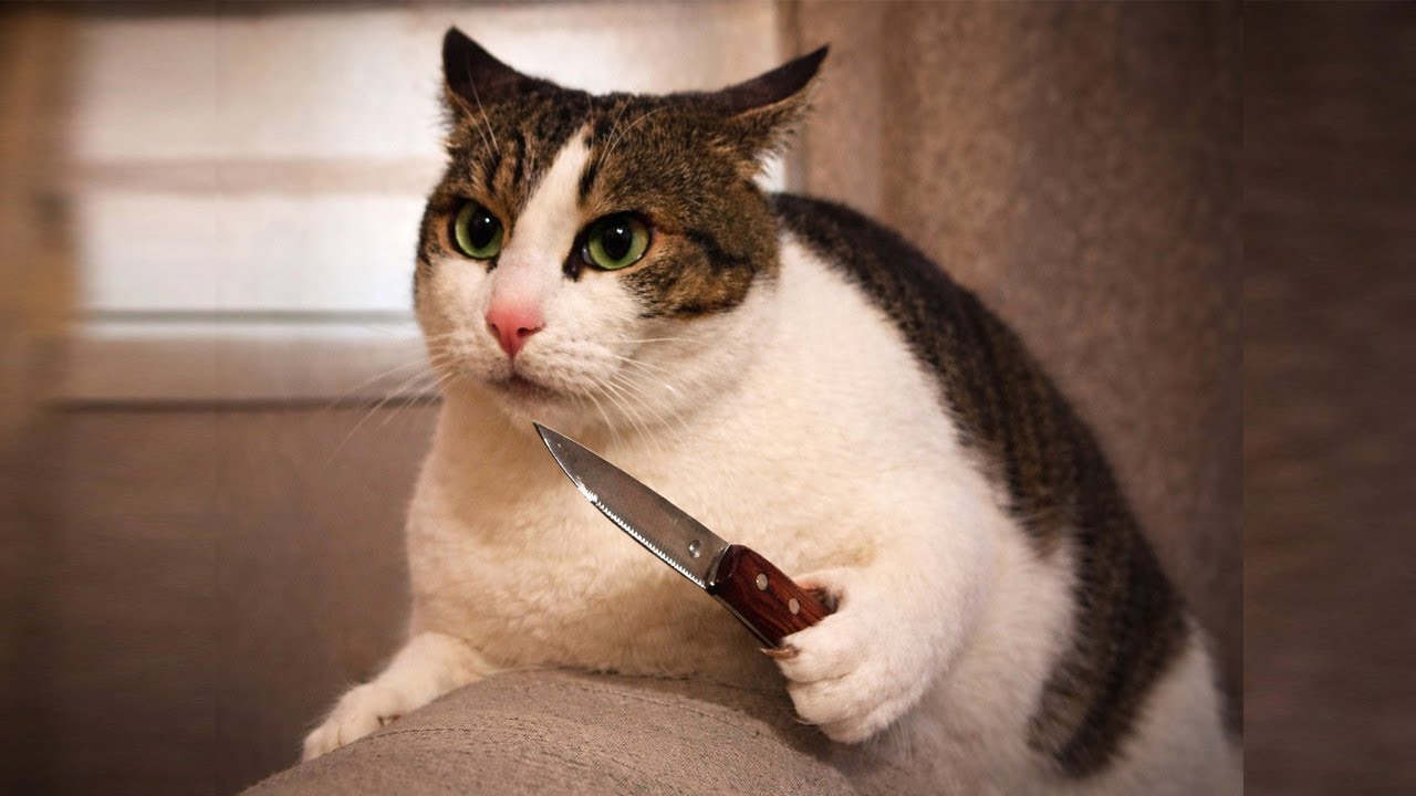 You Laugh You Lose 😼 Funniest Cat Videos of 2026 😹