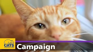 Cats Protection s Manifesto for Cats
