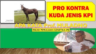 PRO KONTRA KUDA JENIS KPI ! APA KATA PROF MULADNO PAKAR PEMULIAAN GENETIKA INSTITUT PERTANIAN BOGOR