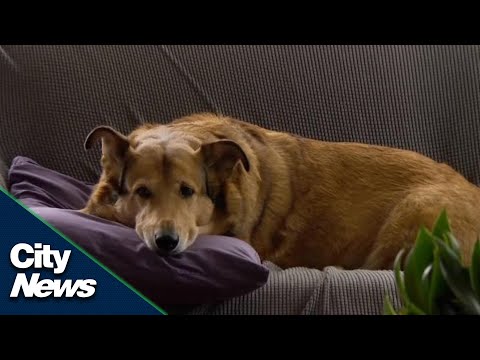 Video: Waarom meer werkplekken Dog-Friendly zouden moeten zijn