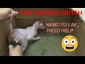 🥰Sphynx Cat Giving birth to kittens-  Hard to lay , need help  !Part 1 | Sphynx Kittens