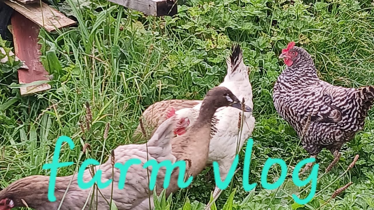 Farm vlog 4 