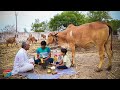 Gir Cow Farming In Gujarat, India || Dairy Farm In India ||  Highest Quality Gir Cow Farm