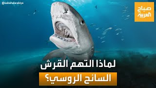 أسباب هجوم سمكة القرش النمر على السائح الروسي في الغردقة