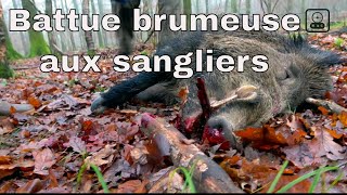 Chasse aux sangliers - Battue brumeuse