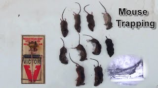 Mouse Trapping Challenge | how many mice can be caught in one week - plus trail cam footage