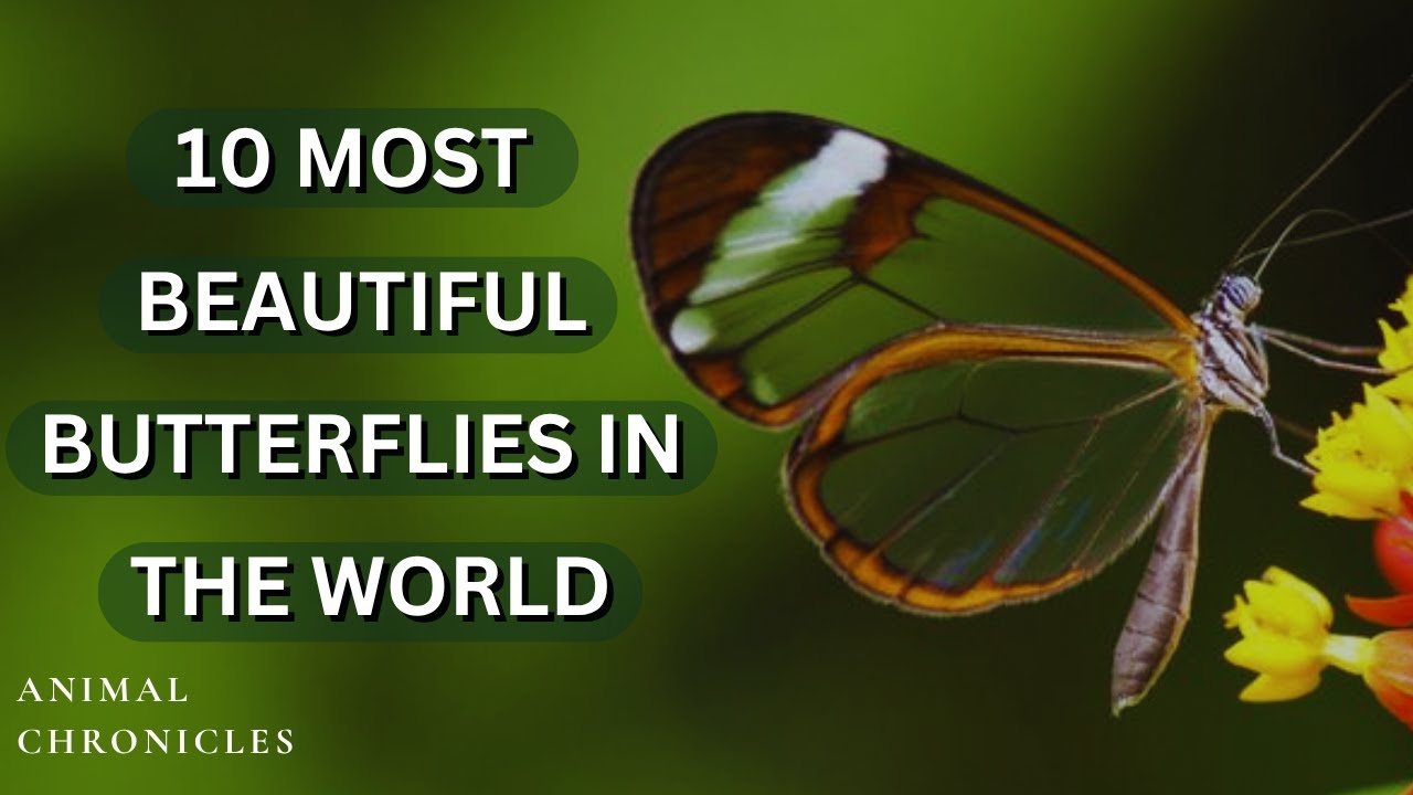 Top 10 Most Beautiful Butterflies in the World