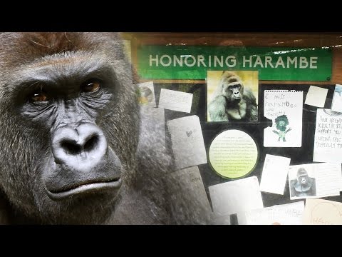 visiting the cincinnati zoo (RIP harambe) – Outlierlife 095