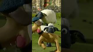 Catch🐑🐑🐑 #Shorts #Shaunthesheep #Cartoonforkids #Animation  #English #Fullepisodes #Clips #Farm